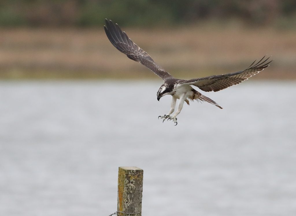 History of Ospreys in the UK & Poole Harbour Birds of Poole Harbour