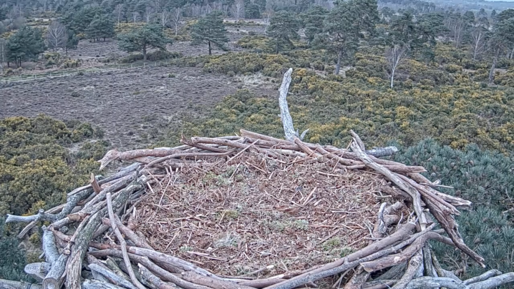 New Poole Harbour Osprey Nest cam Goes Live Birds of Poole Harbour
