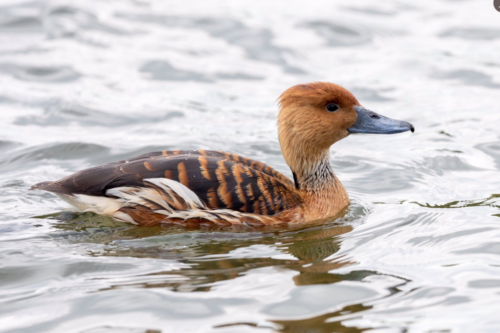 birds of poole harbour boat trips