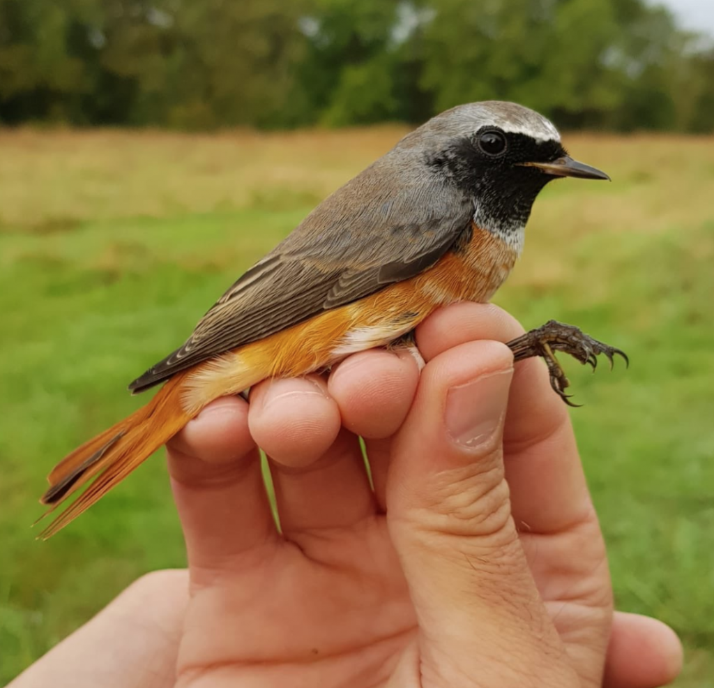 Harbour Update - posted 06/09/20 - Birds of Poole Harbour