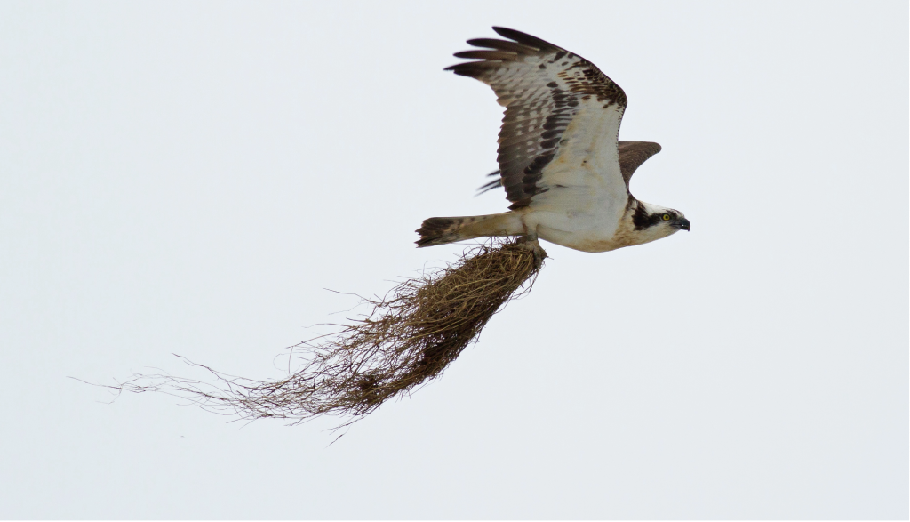 The Osprey Weekly is now Osprey News