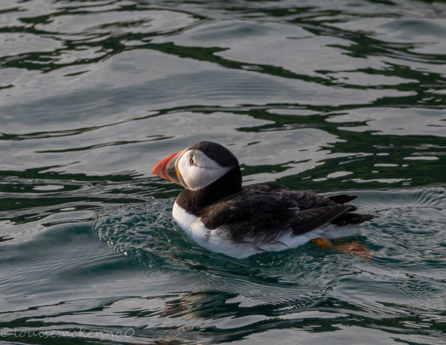 birds of poole harbour boat trips