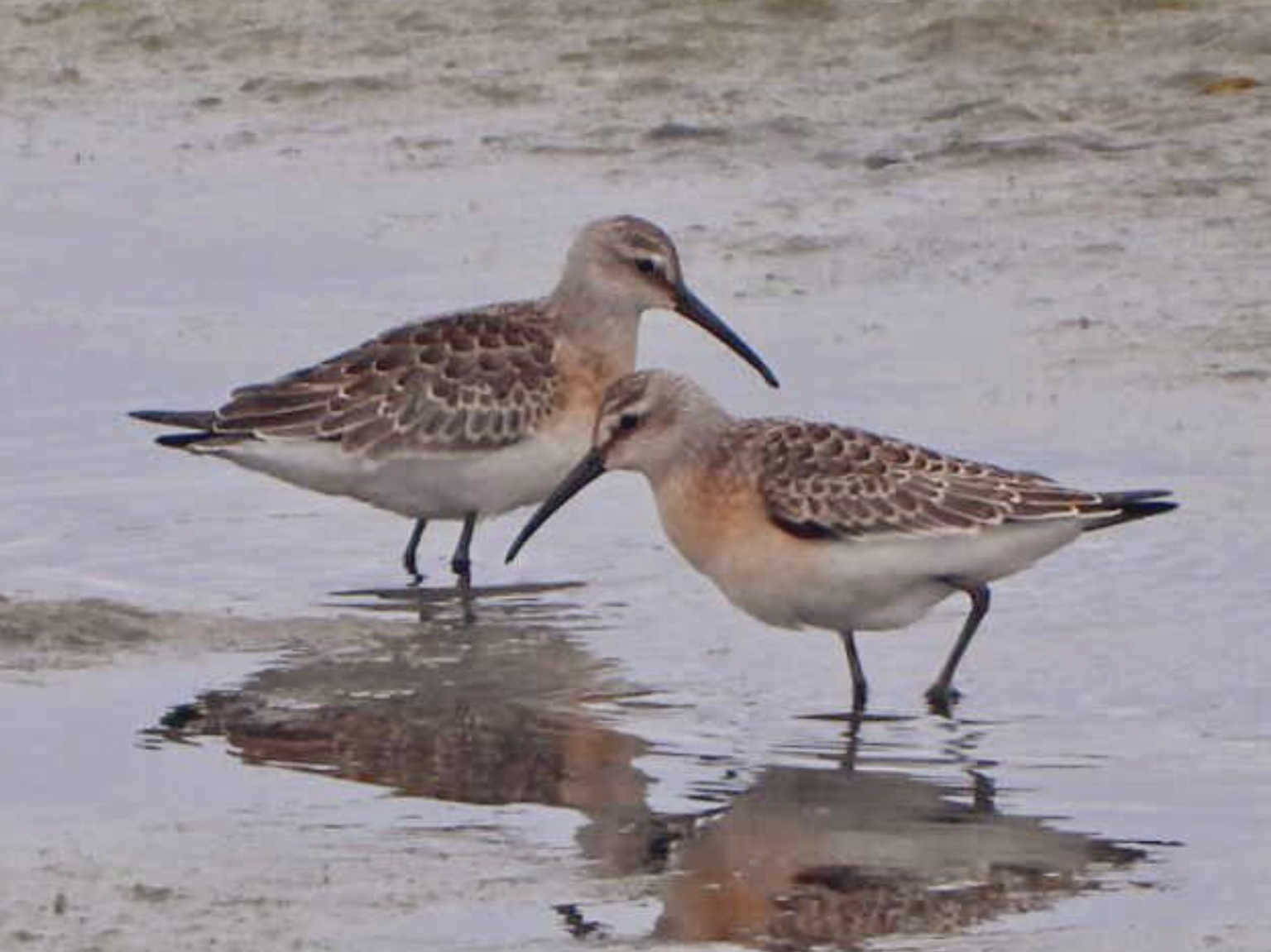 birds of poole harbour boat trips